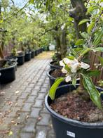 Appelbomen Jonagold - ACTIE - 20 jaar oud - in pot, Tuin en Terras, Appelboom, Volle zon, 100 tot 250 cm, Ophalen of Verzenden