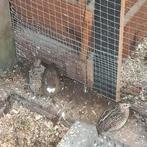 Te koop chinese dwergkwartels, Dieren en Toebehoren, Pluimvee, Meerdere dieren, Overige soorten