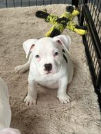 stevige amerikaanse pocket bully pups met stamboom ABKC, Dieren en Toebehoren, Overige rassen, 8 tot 15 weken, Meerdere, Meerdere dieren