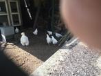 Poul de bresse, Dieren en Toebehoren, Pluimvee, Meerdere dieren, Kip