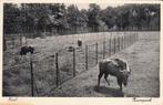 Zeist   -   Bisonpark                        =0041/42=, Ophalen of Verzenden, 1920 tot 1940, Gelopen, Utrecht