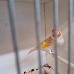 Distelvinken/putters, Dieren en Toebehoren, Vogels | Overige Vogels, Meerdere dieren, Wildzangvogel
