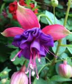 Fuchsia, Ophalen of Verzenden