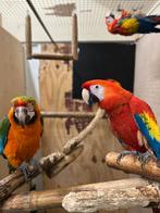 catalina ara man x geelvleugel pop, Meerdere dieren, Papegaai, Geringd