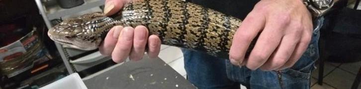 Blauwtongskink V Tiliqua gigas gigas 3 jaar