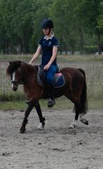 Knappe Bpony ter lease, Dieren en Toebehoren, Paarden en Pony's | Overige Paardenspullen, Ophalen, Nieuw