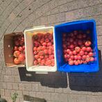 Verschillende soorten tomaten, Ophalen of Verzenden