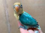Agapornis Fischeri pop Turquoise split ino, Dieren en Toebehoren, Vogels | Parkieten en Papegaaien, Vrouwelijk, Dwergpapegaai of Agapornis