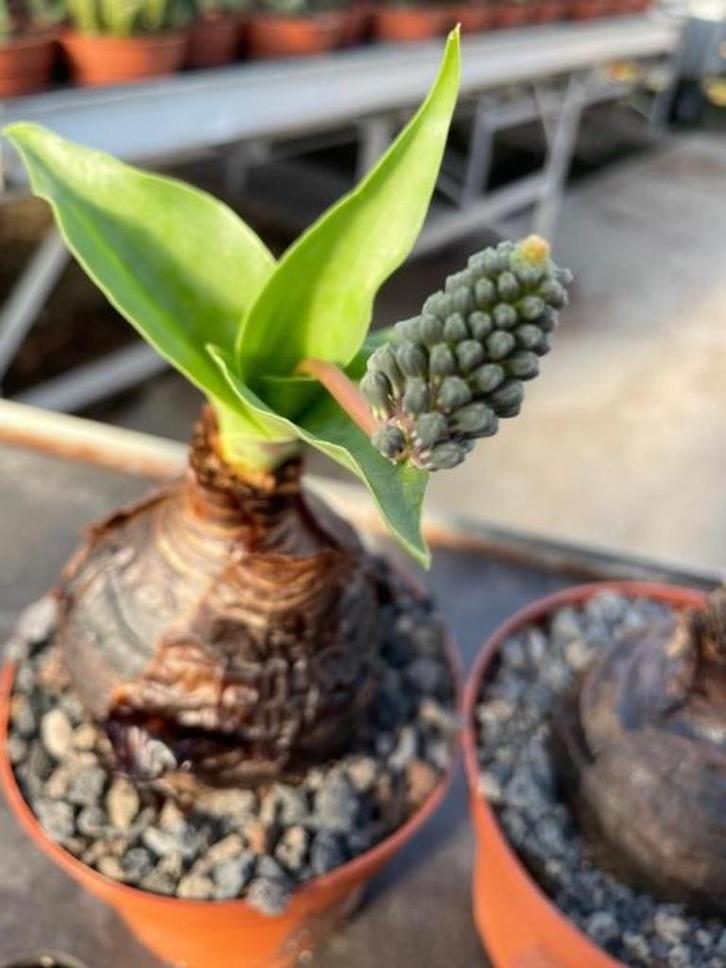 Caudex Scillia Saturata uit Zuid Afrika potmaat 12 cm, Huis en Inrichting, Kamerplanten, Overige soorten, Minder dan 100 cm, Bloeiende kamerplant