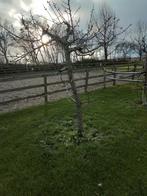 Oude kersenboom 35jaar oud, Ophalen of Verzenden, Minder dan 100 cm