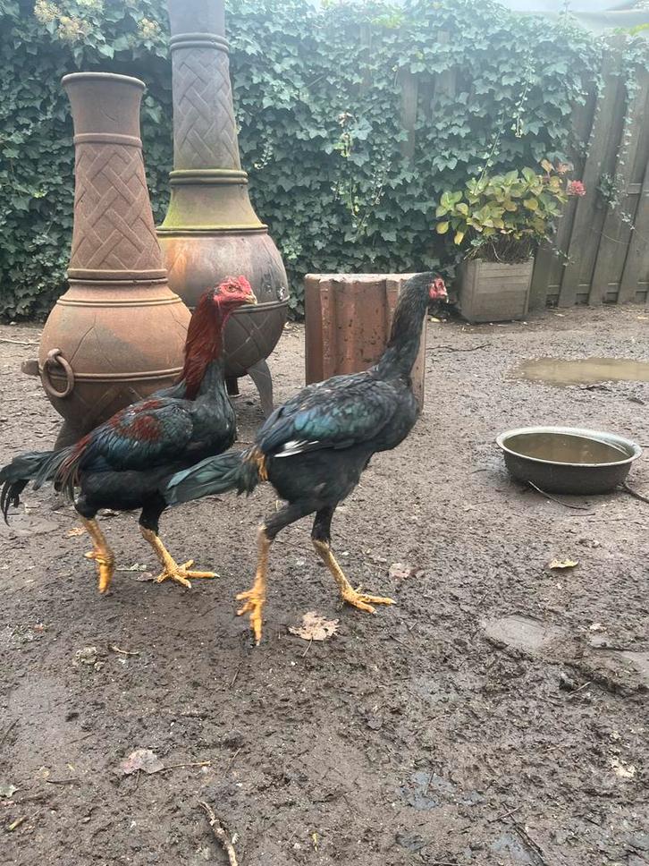 Jonge ras hanen te koop 9 maanden oud (shamo,s), Dieren en Toebehoren, Pluimvee, Kip, Mannelijk