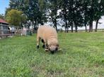 Wallische scharznase 2x ooi en 1x ram, Dieren en Toebehoren, Schapen, Geiten en Varkens, Meerdere dieren, Schaap