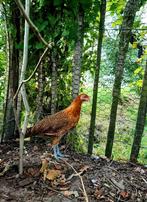 Assendelfter kip en haan 13 weken oud, Meerdere dieren, Kip