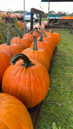 Halloween Pompoenen, Eetbare pompoenen en Kalebassen., Ophalen, Herfst, Eenjarig