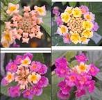 Wisselbloem (Lantana camara) nr.76, Ophalen of Verzenden, Zomer