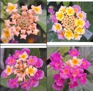 Wisselbloem (Lantana camara) nr.76, Tuin en Terras, Planten | Tuinplanten, Zomer, Ophalen of Verzenden