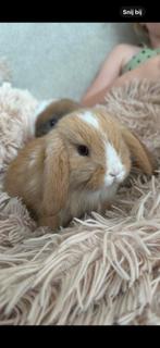 Lief minilop rammetje!, Dieren en Toebehoren, Konijnen, Mannelijk, Dwerg, Hangoor