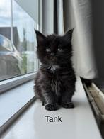 Maine Coon kittens uit Russische kampioenslijnen, Dieren en Toebehoren, Kater, Gechipt, 0 tot 2 jaar