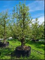GEZOCHT oude hoogstam fruitbomen appel peer noot pruim kers, Lente, Volle zon, Ophalen of Verzenden, Appelboom