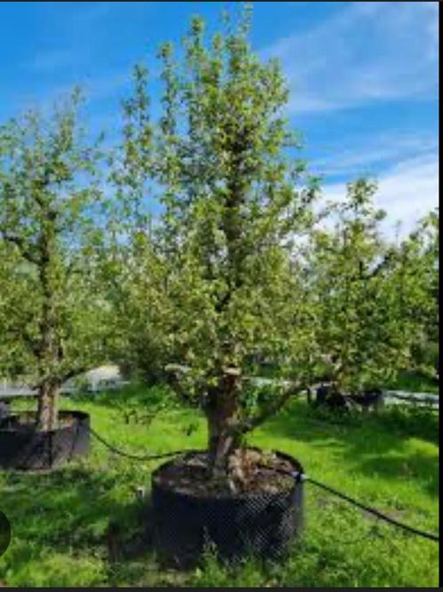 GEZOCHT oude hoogstam fruitbomen appel peer noot pruim kers, Tuin en Terras, Planten | Fruitbomen, Appelboom, 400 cm of meer, Volle zon