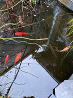5 Vissen voor in de vijver, grafis af te halen, Goudvis(sen)