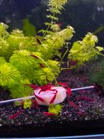 Neocaridina davidi-rood (high grade), Kreeft, Krab of Garnaal