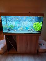 Juwel Rio 350 complete set, Dieren en Toebehoren, Vissen | Aquaria en Toebehoren, Ophalen, Zo goed als nieuw, Gevuld zoetwateraquarium