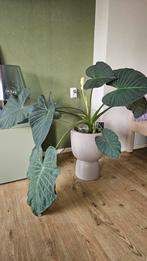 Grote Alocasia Olifantsoor - Met/Zonder Pot, Huis en Inrichting, Kamerplanten, Ophalen, Overige soorten, Halfschaduw, In pot