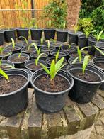 palmboom stekjes, Tuin en Terras, Planten | Bomen, Minder dan 100 cm, Zomer, Palmboom, Ophalen