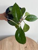 Hoya fungii plant is inclusief pot, Ophalen of Verzenden, Overige soorten, Minder dan 100 cm