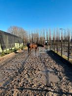 opzoek naar paardenbak zand, omheining.