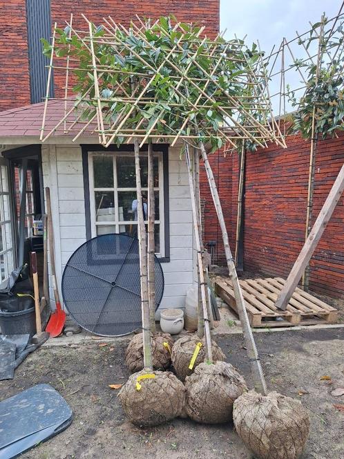 3 Leibomen - Laurierkers - 140 breed; 320 hoog - met kluit, Tuin en Terras, Planten | Bomen, Leiboom, 250 tot 400 cm, Halfschaduw