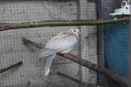 + Jonge Koerduif Tortelduif 2 Maanden Oud +, Dieren en Toebehoren, Vogels | Duiven, Geslacht onbekend, Tortelduif