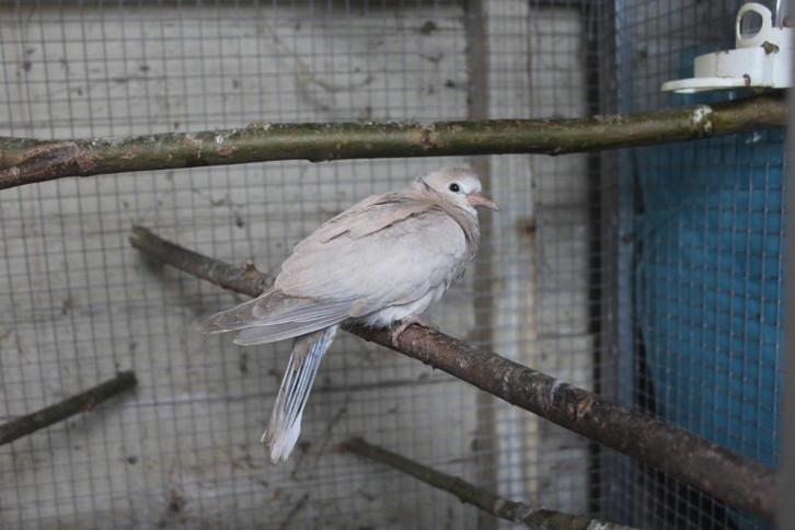 + Jonge Koerduif Tortelduif 2 Maanden Oud +, Dieren en Toebehoren, Vogels | Duiven, Tortelduif, Geslacht onbekend