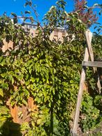 Kiwibes plant (mannelijk), Tuin en Terras, Planten | Tuinplanten, Ophalen, Volle zon, Vaste plant, Fruitplanten