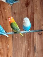 Agapornis fischeri, Dieren en Toebehoren, Vogels | Parkieten en Papegaaien, Geslacht onbekend, Dwergpapegaai of Agapornis