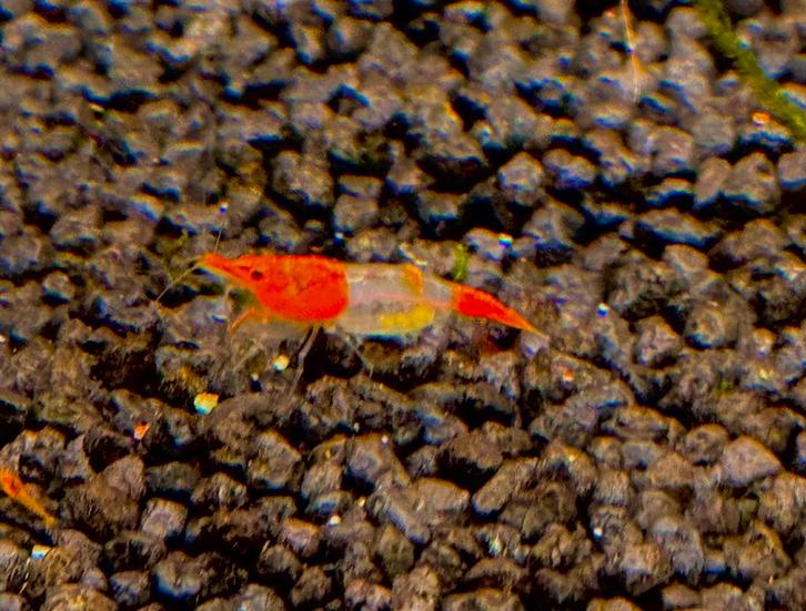 AANBIEDING OP=OP Oranje rili garnalen, Dieren en Toebehoren, Vissen | Aquariumvissen, Kreeft, Krab of Garnaal