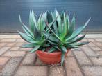 Agave Shaka Zulu - Agave/Eeuwplant (3 planten in schaal) H38, Tuin en Terras, Planten | Tuinplanten, Volle zon, Vaste plant, Bloeit niet