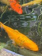 Koi yamabuki doitsu ogon 80 cm, Dieren en Toebehoren, Vissen | Vijvervissen, Karper of Koi