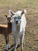 Witte moeder alpaca met bont hengstje aan de voet., Maart, Meerdere dieren