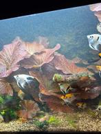 Rode Lotus stekken, Overige typen