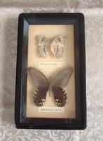 2 vlinders nr 9. melanitis Ieda Ieda  papilio protenor, Ophalen of Verzenden