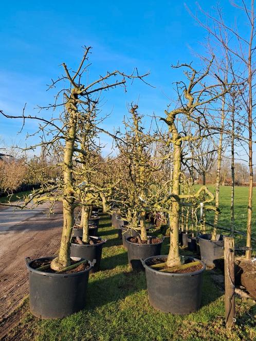 Malus domestica goureinet, Rode Boskoop, oude laagstam fruit, Tuin en Terras, Planten | Fruitbomen, Appelboom, 250 tot 400 cm