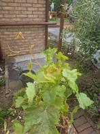 vinifera royal en autumn, Ophalen, Lente