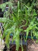 Grote varen, Huis en Inrichting, Kamerplanten, Ophalen, Overige soorten, Halfschaduw, In pot