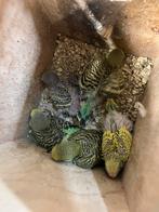 Jonge grasparkieten, Dieren en Toebehoren, Vogels | Parkieten en Papegaaien, Meerdere dieren, Parkiet