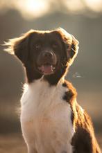 Bruine friese stabij ter dekking, 1 tot 2 jaar, Reu, Nederland, Eén hond