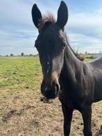 Super mooi barock pinto merrie veulen tekoop!, Dieren en Toebehoren, Merrie