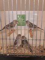 Koppel zilver Agaat roodmozaiek, Meerdere dieren, Kleurkanarie