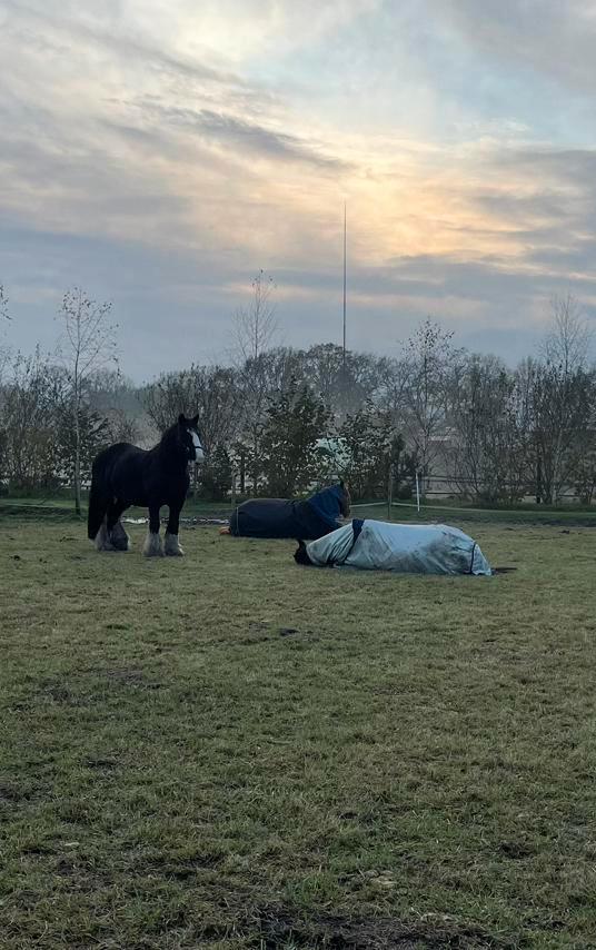 Stalhulp gezocht, Dieren en Toebehoren, Stalling en Weidegang
